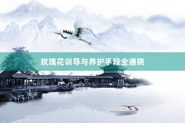 玫瑰花训导与养护手段全通晓