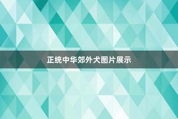 正统中华郊外犬图片展示